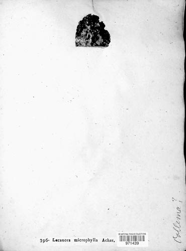 Vahliella image